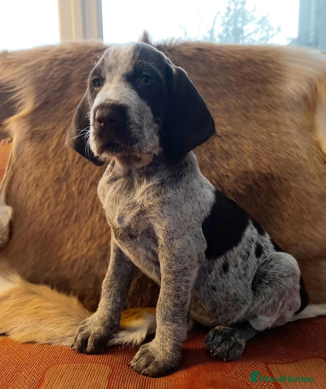 Italian Spinone dogs for sale: ITALIAN SPINONE WAITING LIST OPEN -DUE OCT - Image 35