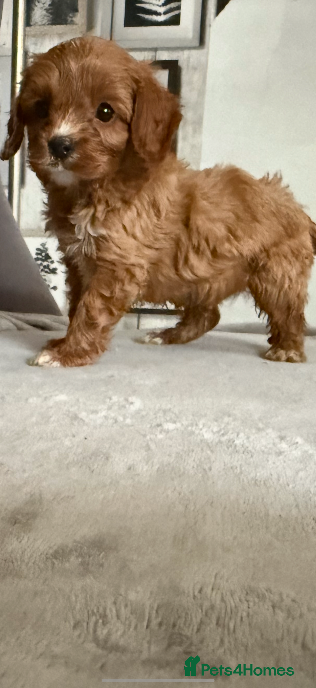 Cavapoo dogs for sale: DNA Health Tested Cavapoos  - Image 10