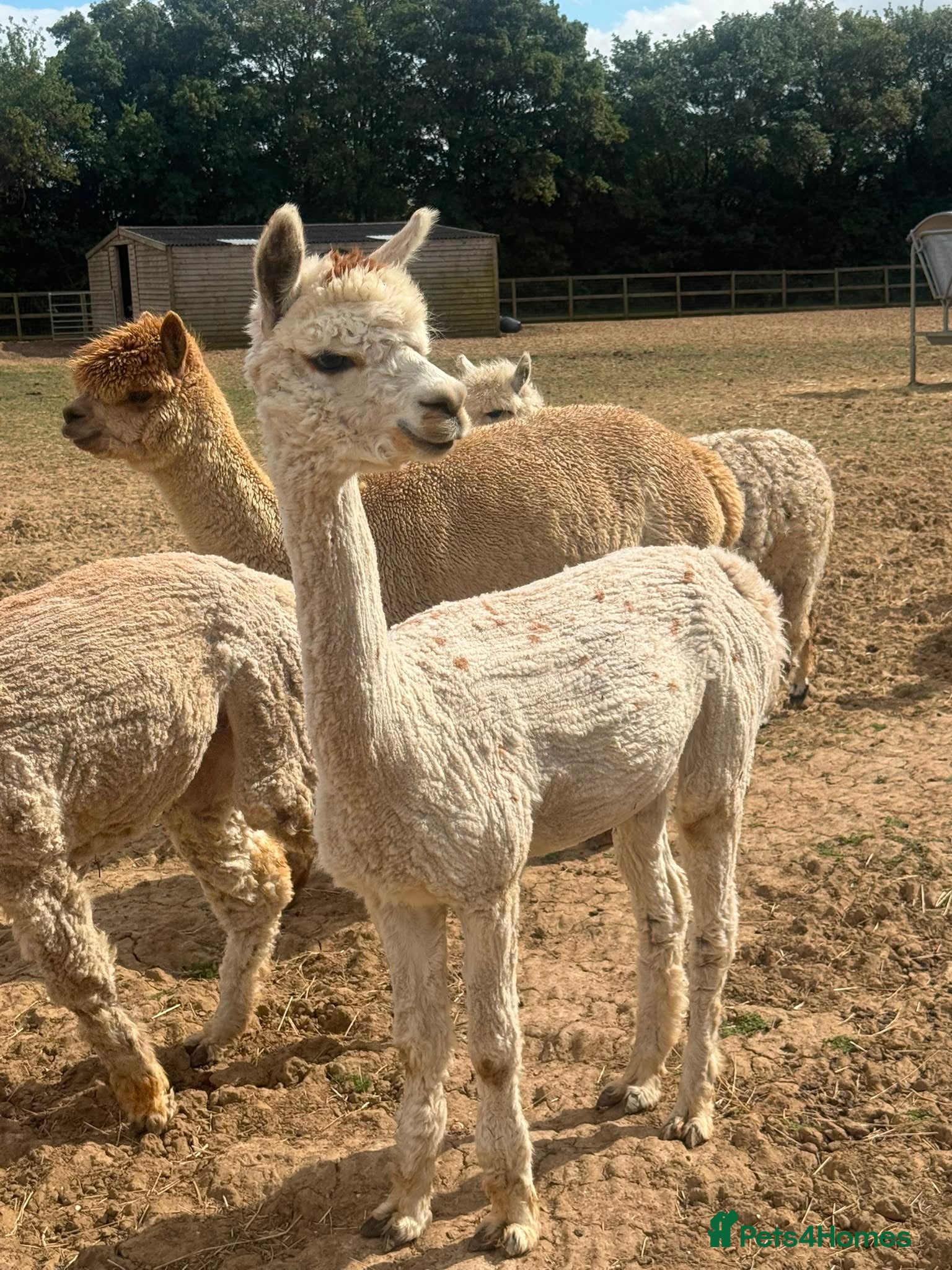 Alpaca livestock for sale: Registered Breeding Female Coloured Alpacas  - Advert 5