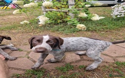 German Shorthaired Pointer dogs for sale: German Shorthair Pointer - Image 9