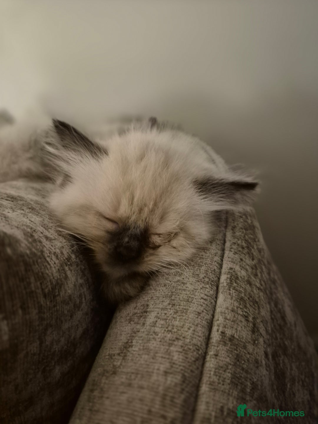 Ragdoll cats for sale: Pure Ragdoll Kittens - Advert 12