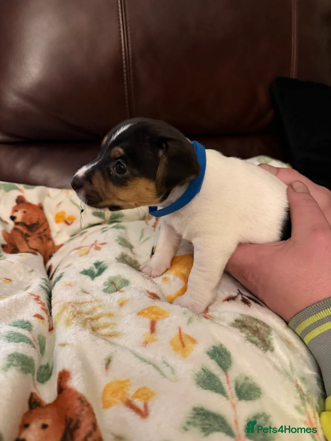 Jack Russell dogs for sale: Jack Russell Pups - Advert 17