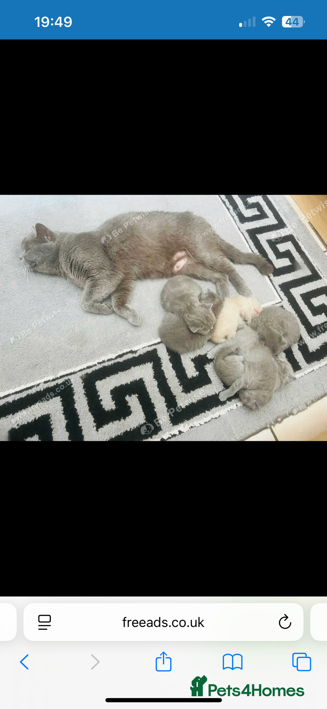 British Shorthair cats for sale: British shorthair  - Image 6