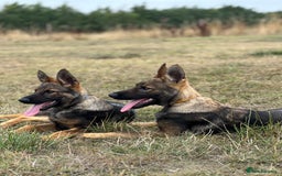 German Shepherd dogs for sale: Awesome Male Kennel Club Reg’d GSD Pup in Sturminster Newton - Image 21