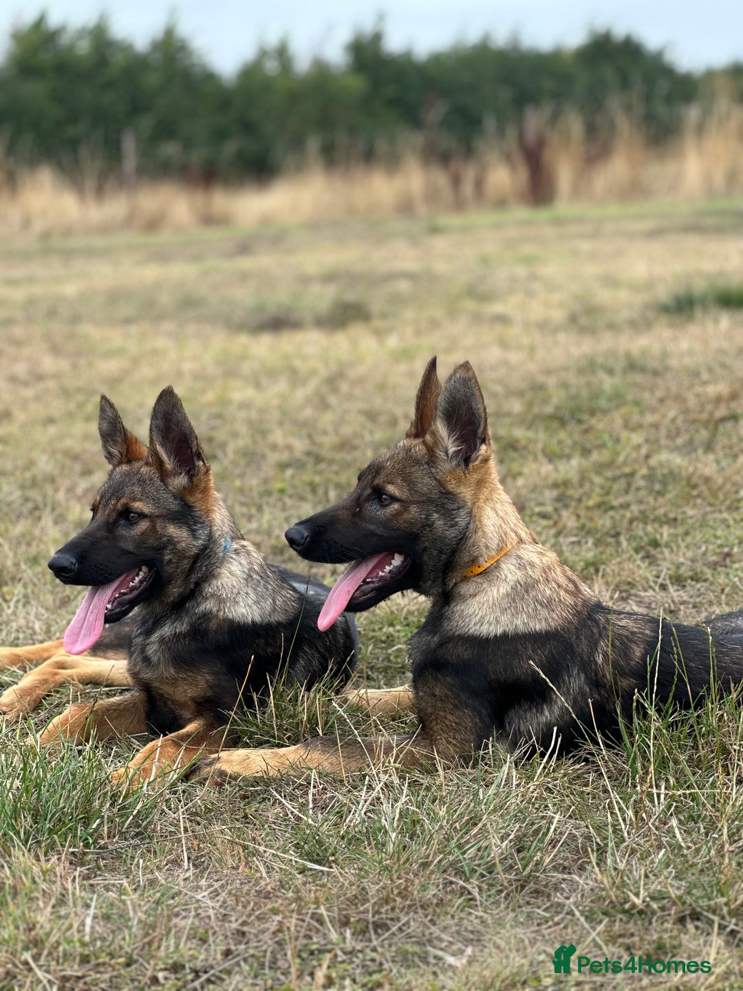 German Shepherd dogs for sale: Awesome Male Kennel Club Reg’d GSD Pup in Sturminster Newton - Image 21