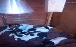Jack Russell dogs for sale: Jack russell puppies  - Image 3