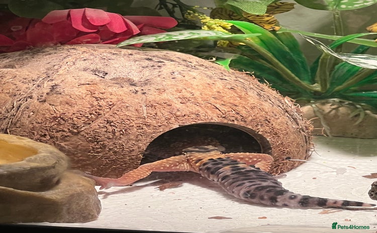 Leopard Gecko reptiles - Advert 1