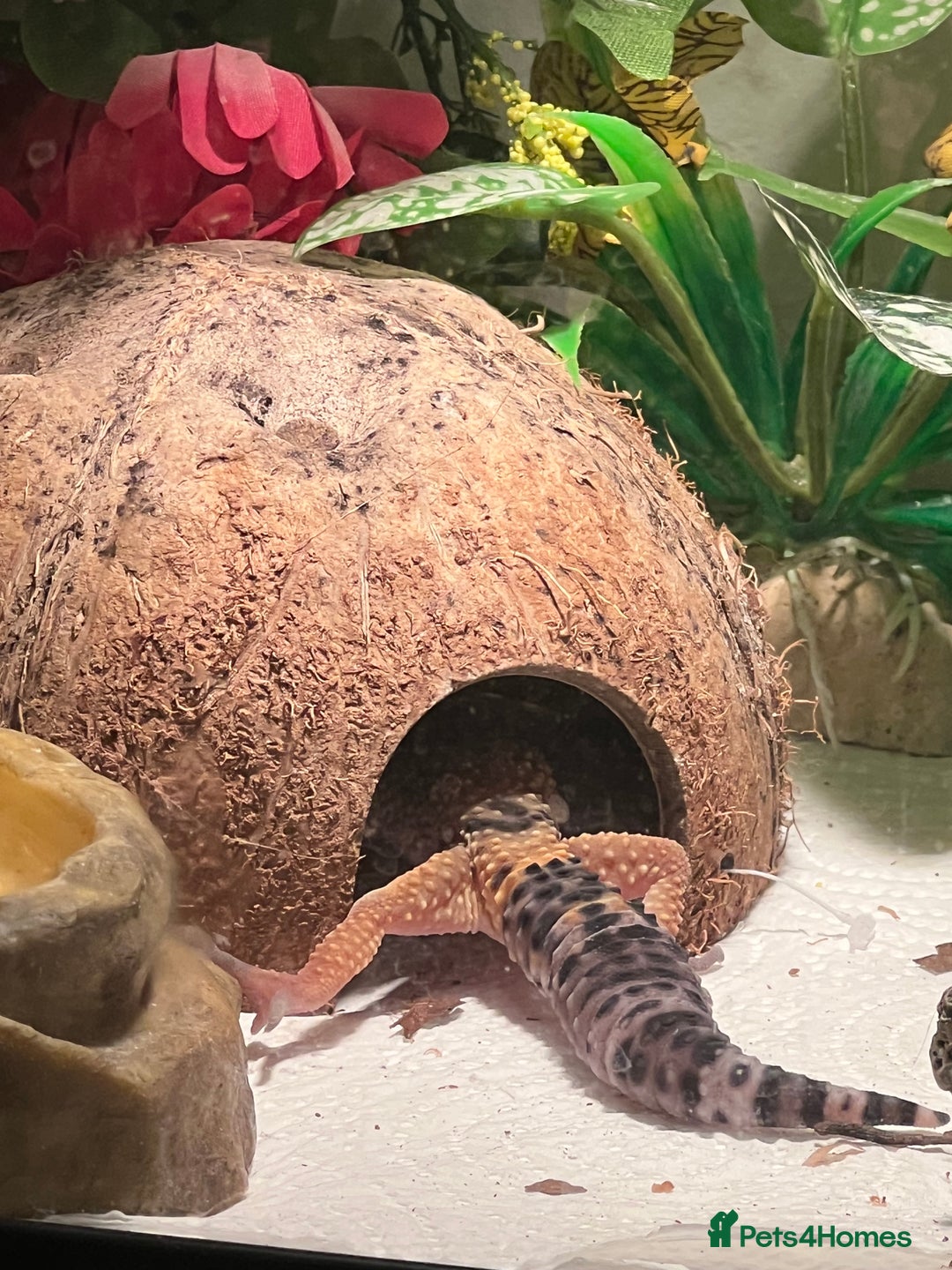 Leopard Gecko reptiles for sale: Beautiful leopard gecko juvenile  - Image 1