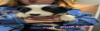 Border Collie Puppy (Pink)