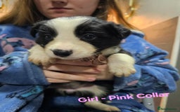 Border Collie dogs for sale: Border Collie Puppies - Image 16