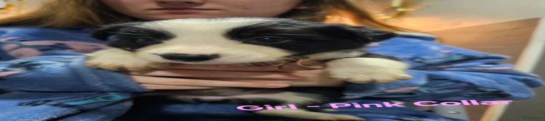 Border Collie Puppy (Pink)