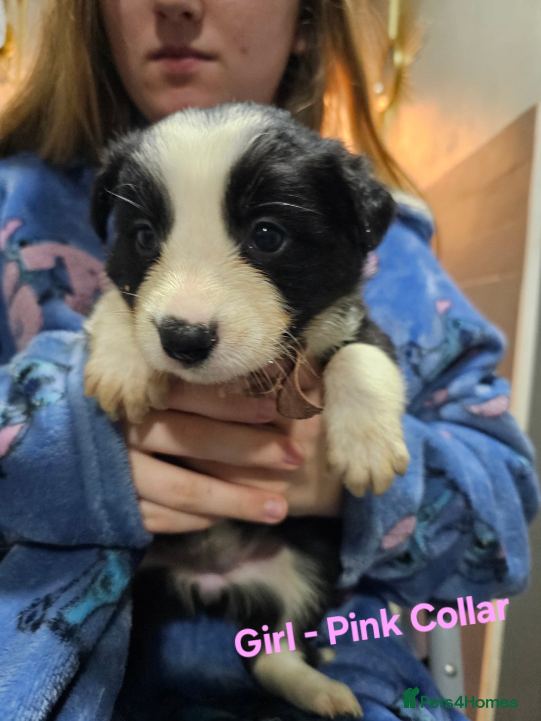 Border Collie dogs for sale: Border Collie Puppies - Image 16