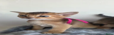 Abyssinian Kitten 5