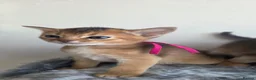 Abyssinian cats for sale: ⚜️Last 2 kittens -Beautiful Abyssinian Kittens🏆 - Advert 29