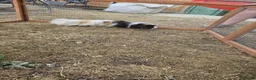 Guinea Pig rodents for sale: Two boy guinea pigs beautiful  - Advert 4