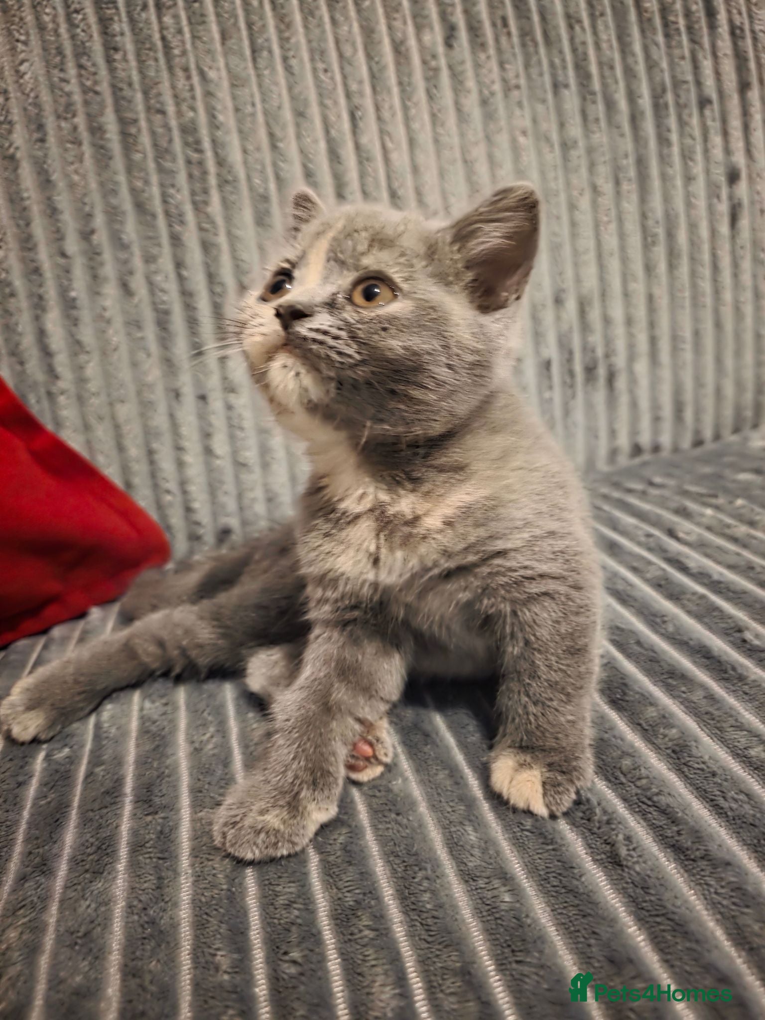 British Shorthair cats 5 Beautiful British Shorthair Kittens  - Advert 2