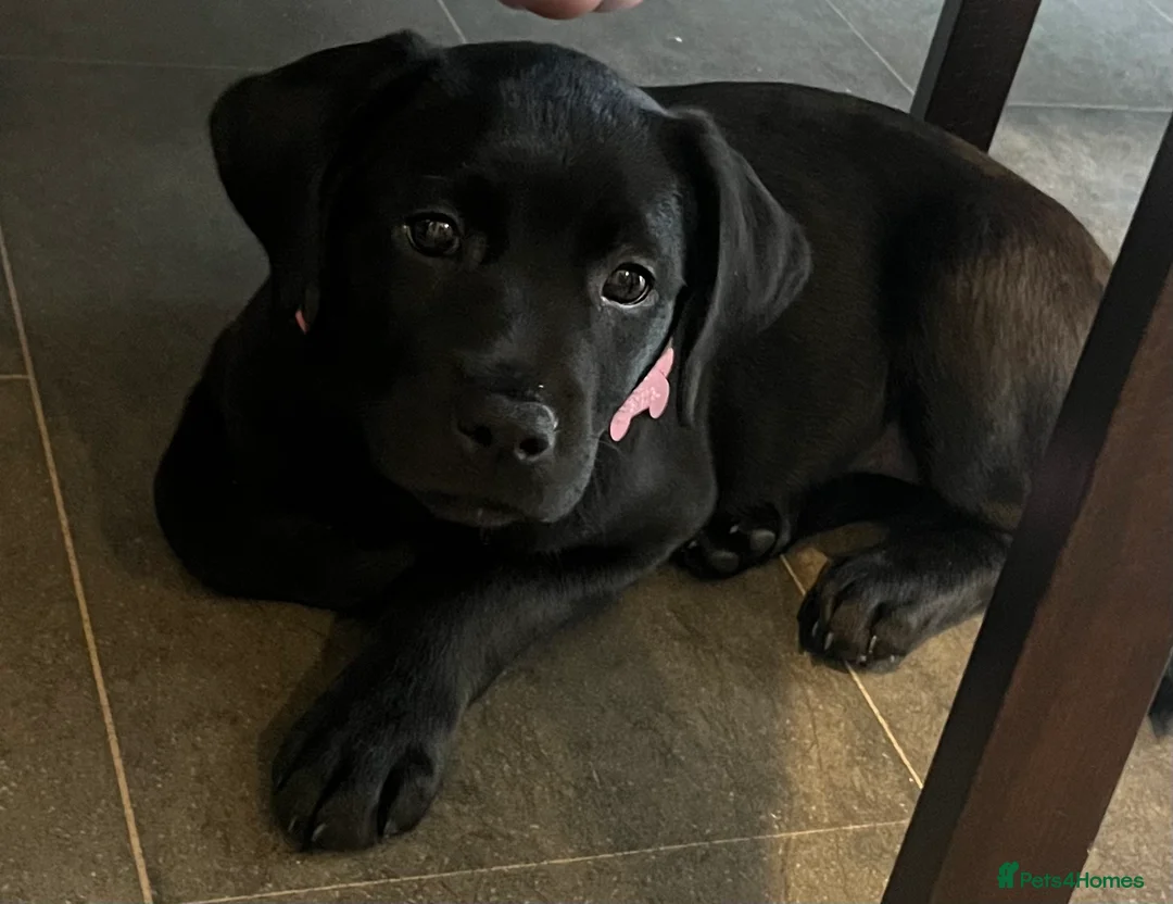 Labrador Retriever dogs for sale: Beautiful lab female  - Advert 10