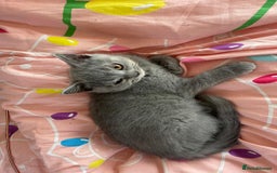 British Shorthair cats for sale: Beautiful 5th generation British shorthair kittens - Image 12