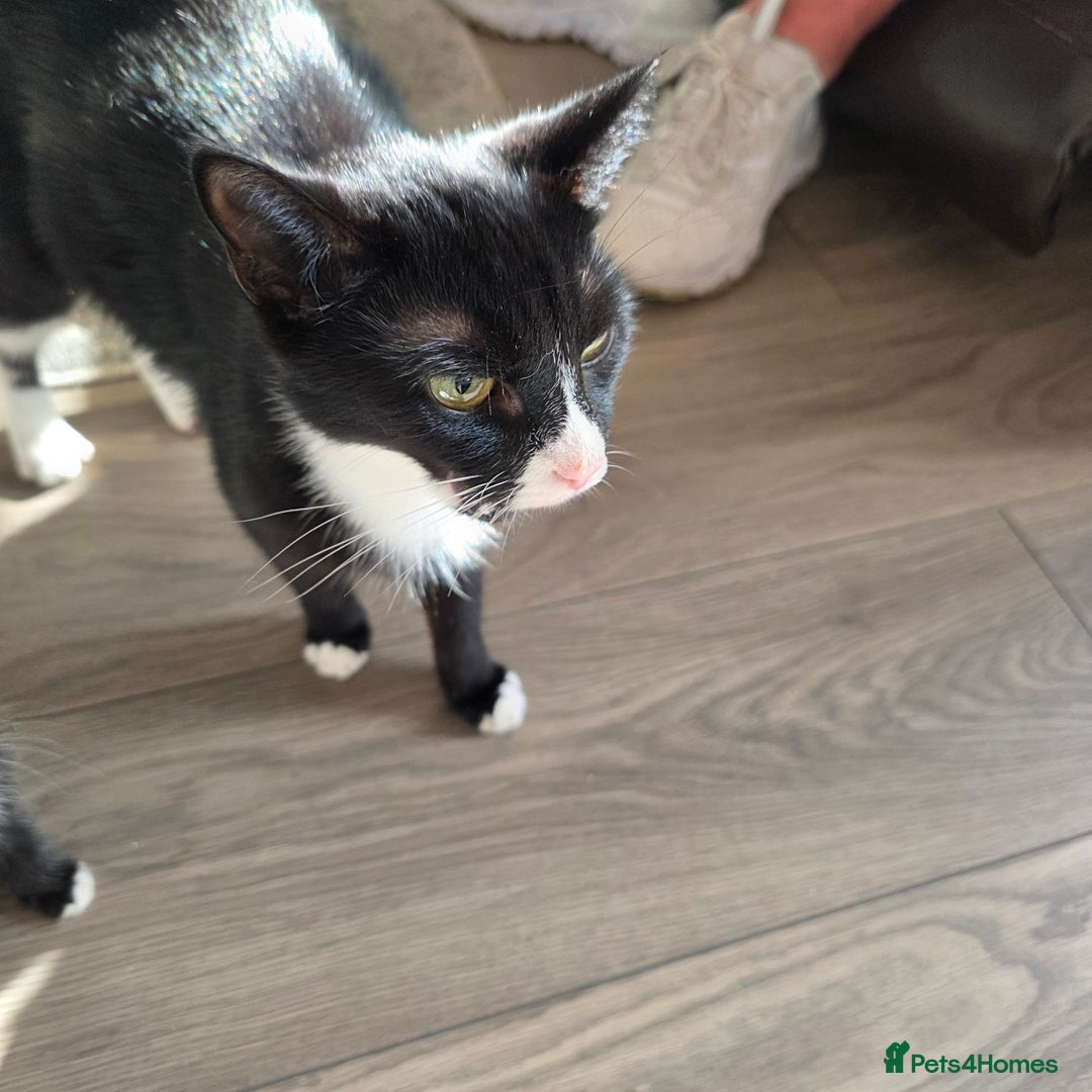Mixed Breed cats for sale: 5 kittens  - Image 2