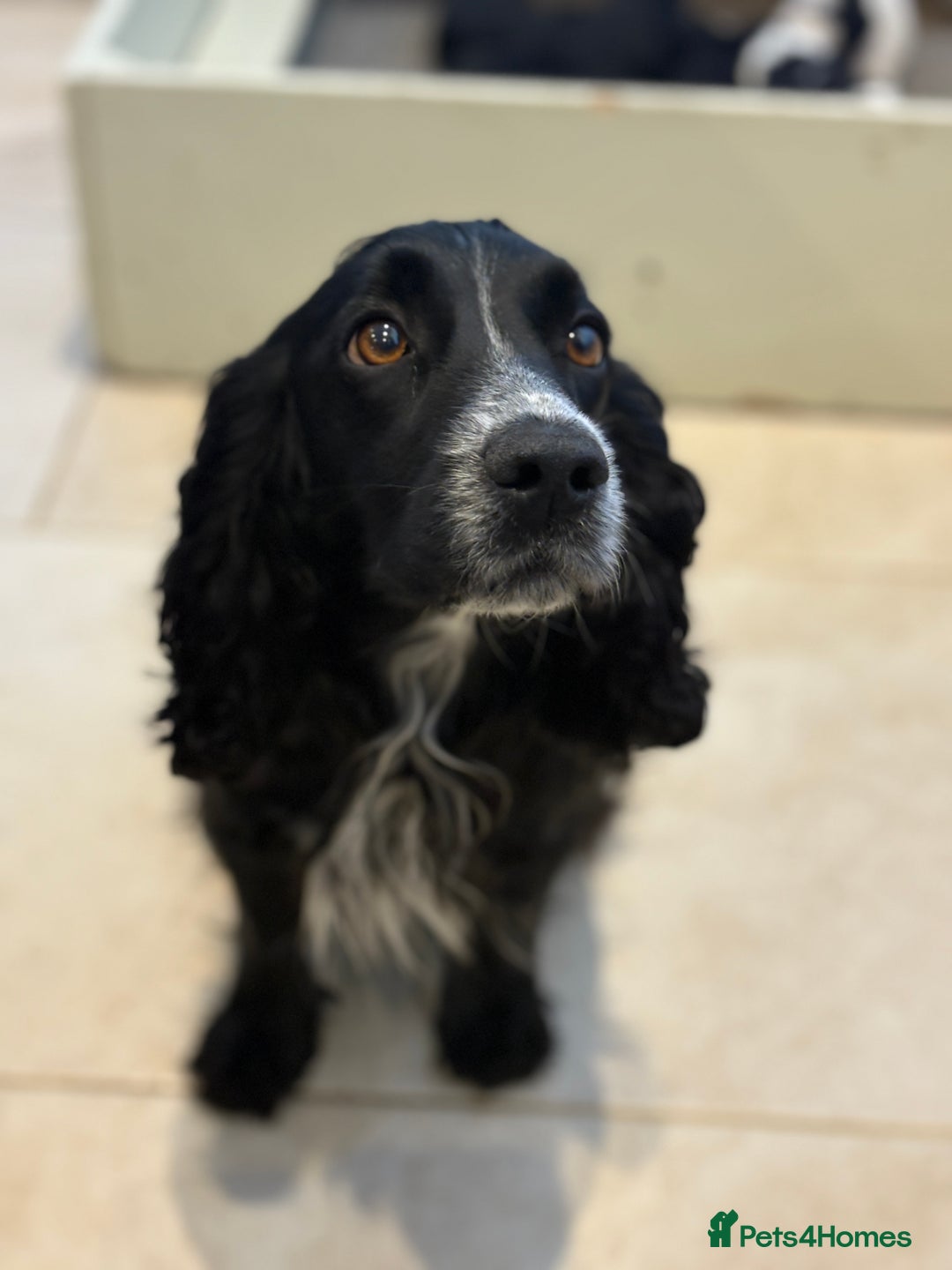 Cocker Spaniel dogs for sale: KC Registered Cocker Spaniels x5 - Image 5