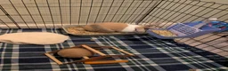 Mixed Breed rabbits for sale: Indoor Rabbit  in Abertillery - Advert 3