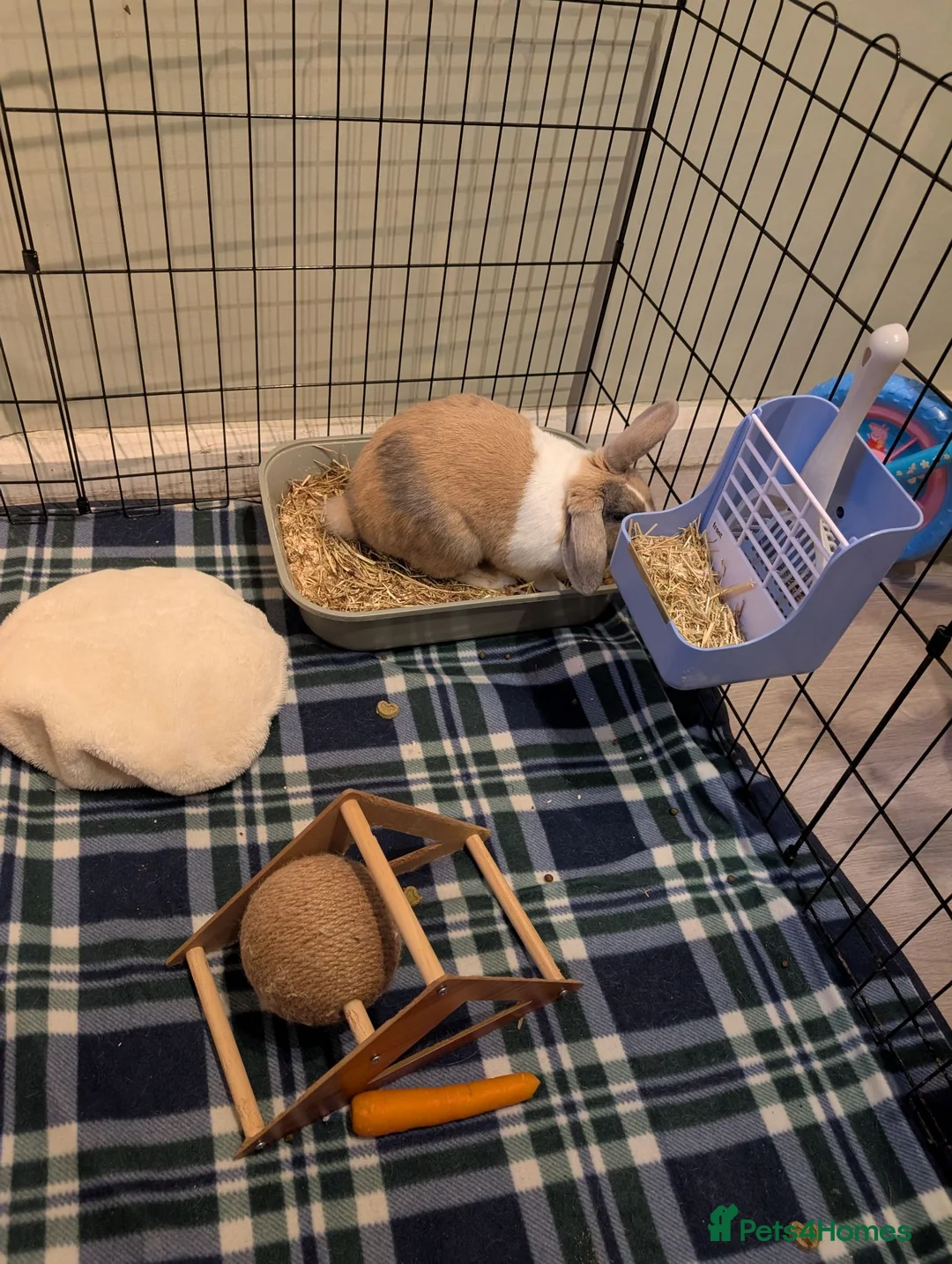 Mixed Breed rabbits for sale: Indoor Rabbit  in Abertillery - Advert 3