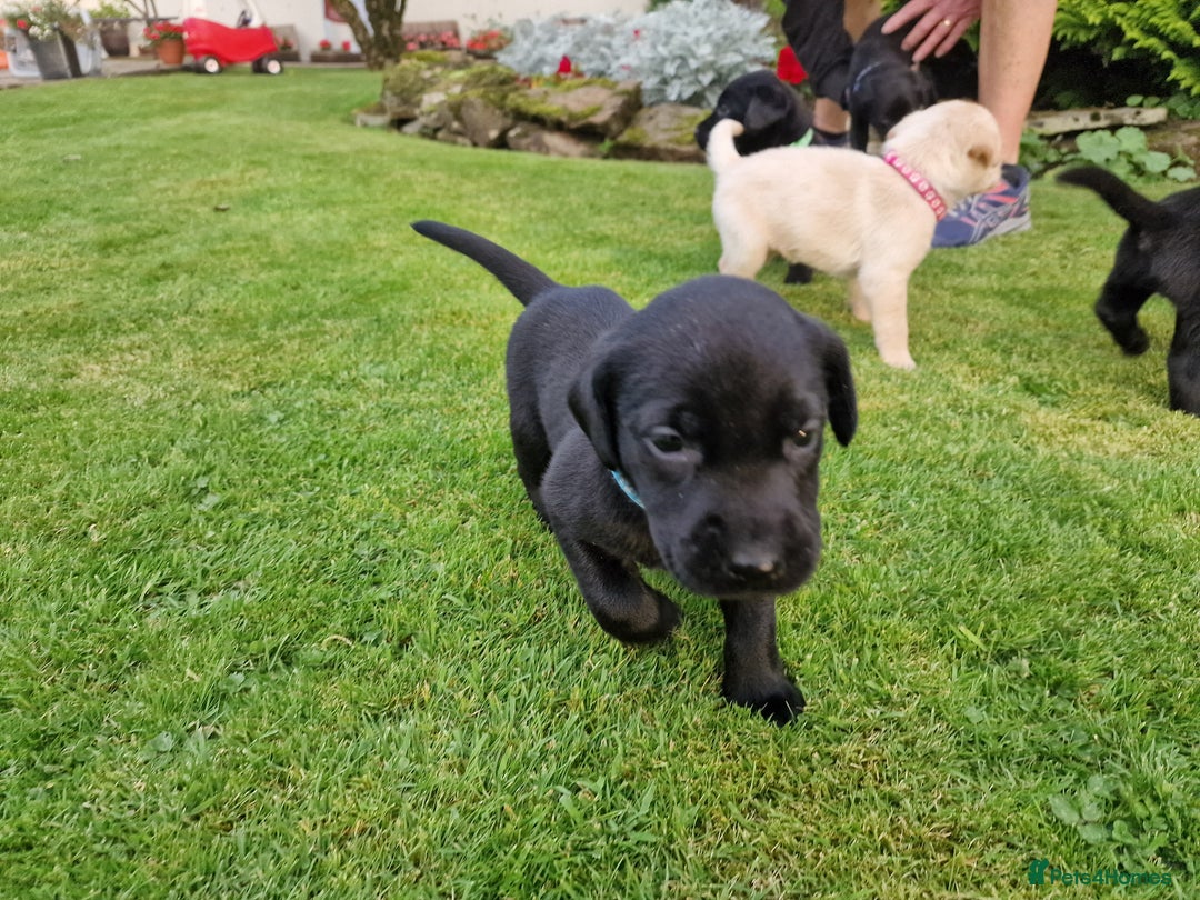 Labrador Retriever dogs for sale: **PEDIGREE, KC REGISTERED AND HIP SCORED** - Image 27