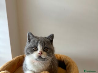 British Shorthair cats - Advert 8