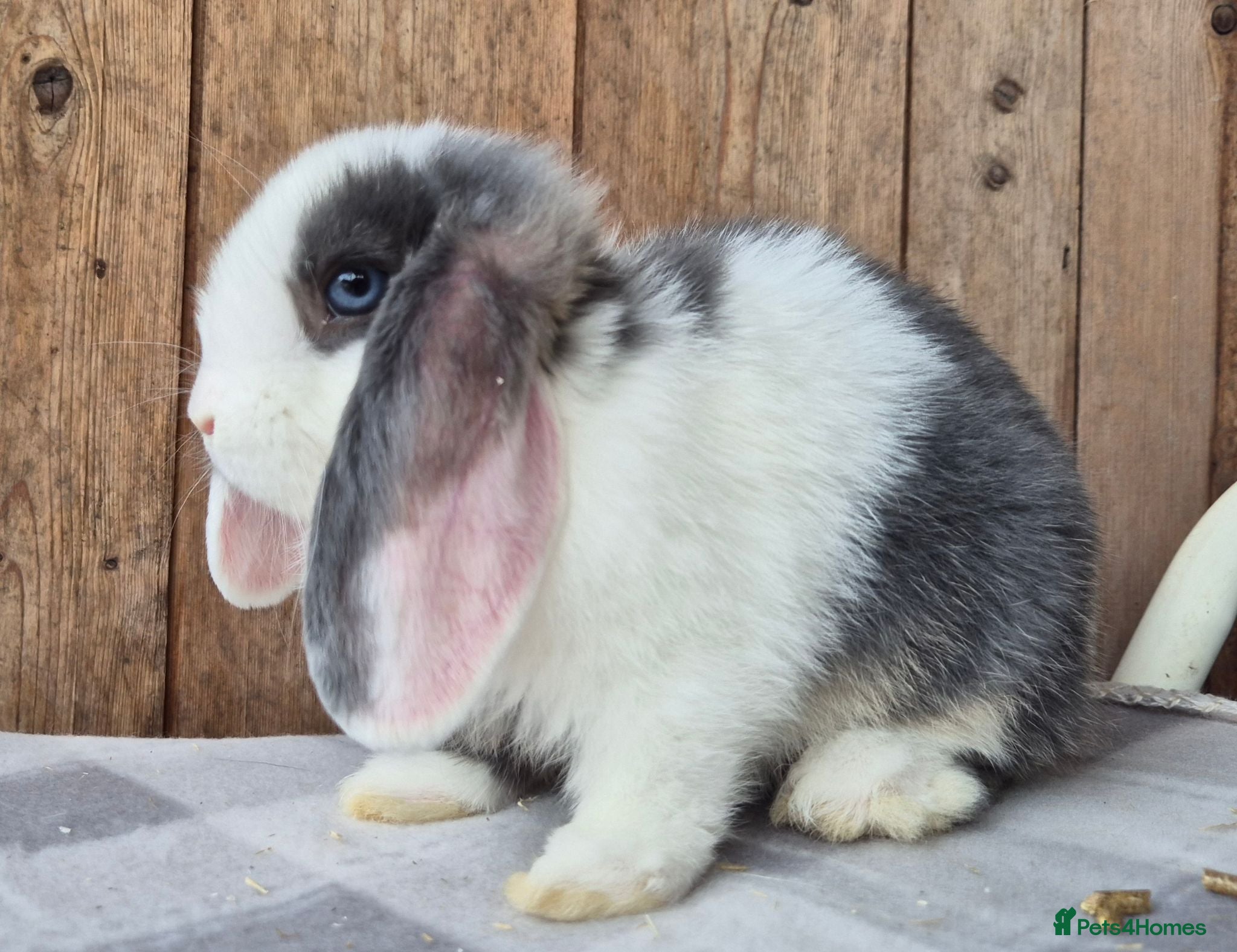 Mini Lop rabbits Mini lops ready now  - Advert 21