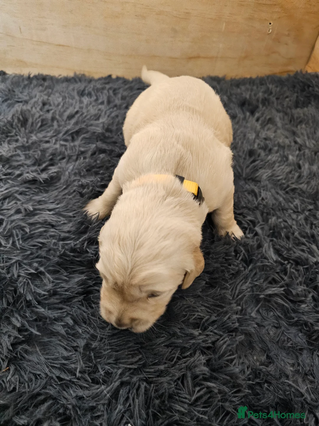 Golden Retriever dogs for sale: Golden retriever puppy for sale in Harrow  London - Advert 18