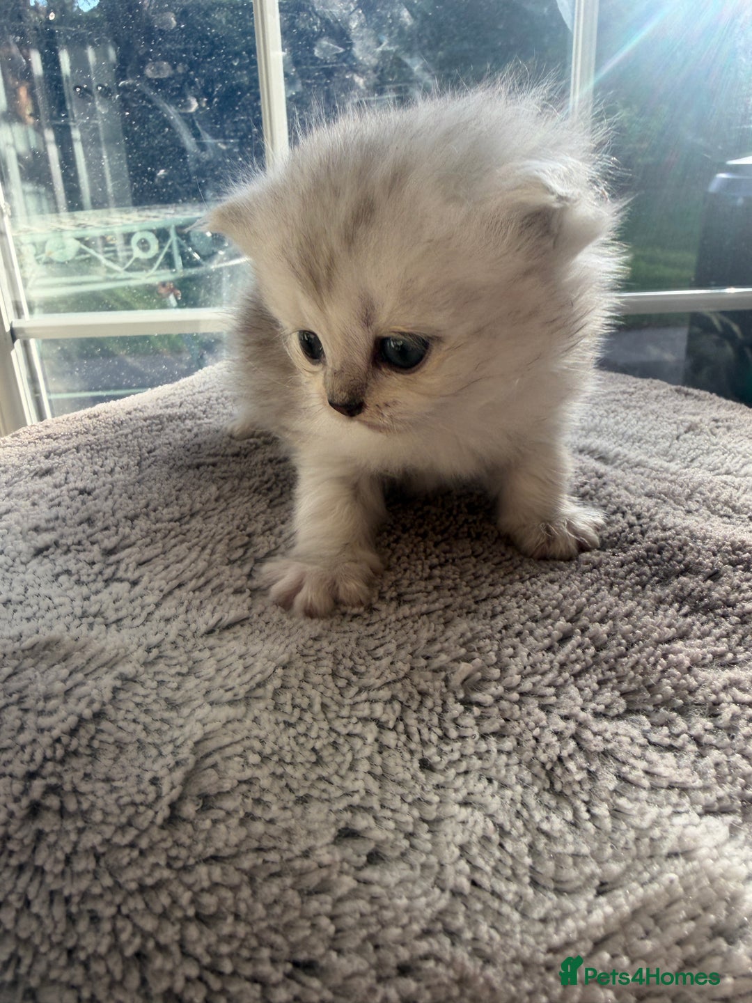 Scottish Fold cats for sale: Scottish fold/straight boy kitten - Advert 7