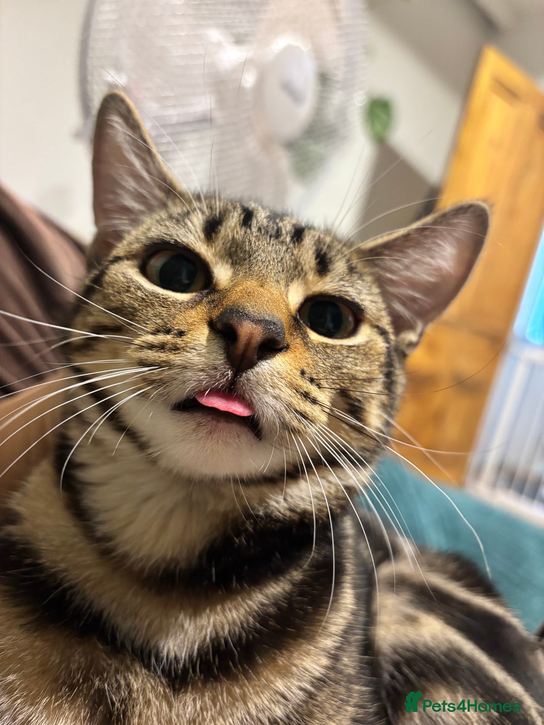 American Shorthair cats for sale: Pedro and Tigger - male tabby’s  - Image 6