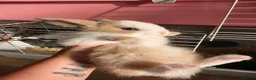 French Lop rabbits for sale: Baby French lops for sale - Advert 10