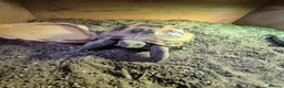 Tortoise reptiles for sale: Much-Loved Horsefield Tortoises Need New Homes in Bracknell - Advert 8