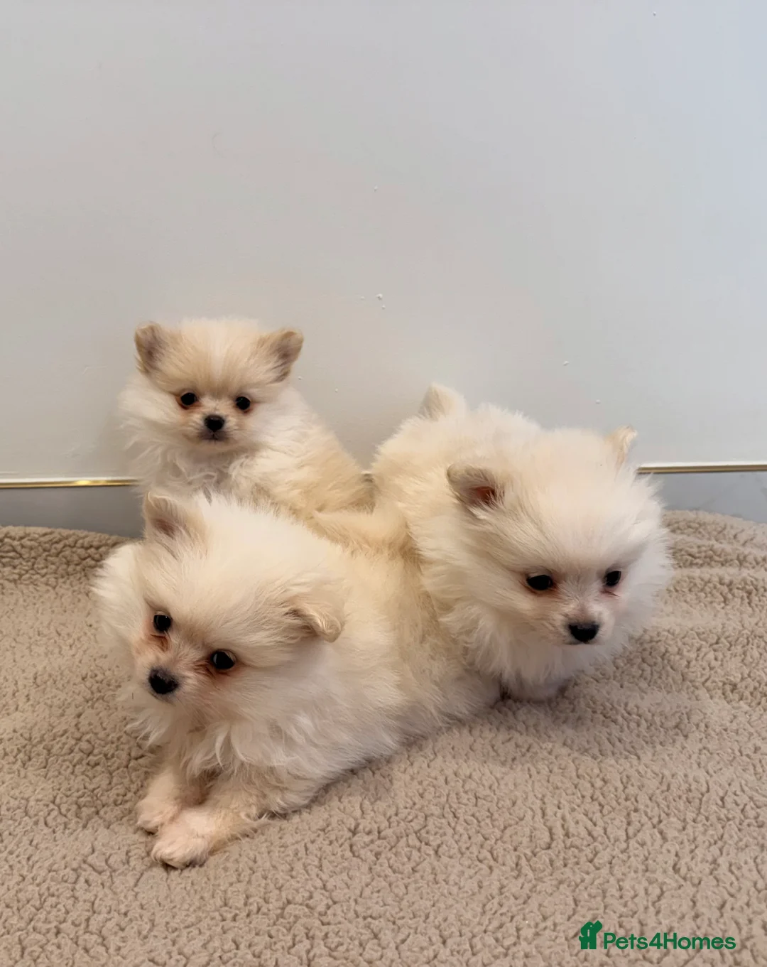 Pomeranian dogs for sale: 3 beautiful creamy/white Pomeranian puppies - Advert 3
