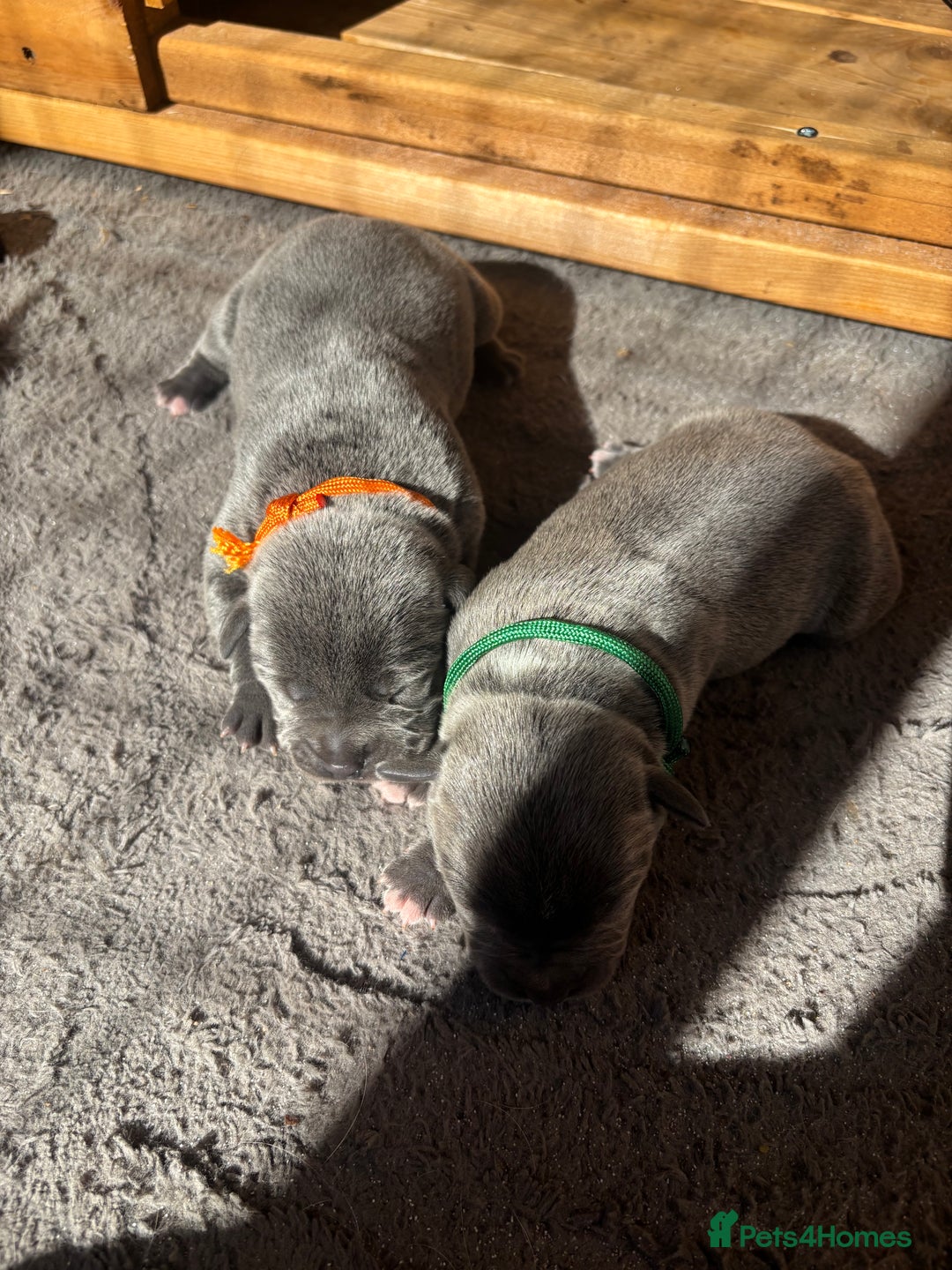 Staffordshire Bull Terrier dogs for sale: 6 kc registered blue staffys for sale :) - Image 5