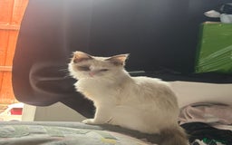 Ragdoll cats for sale: X3 Ragdolls (Flame point, bicolour and seal point) - Image 4