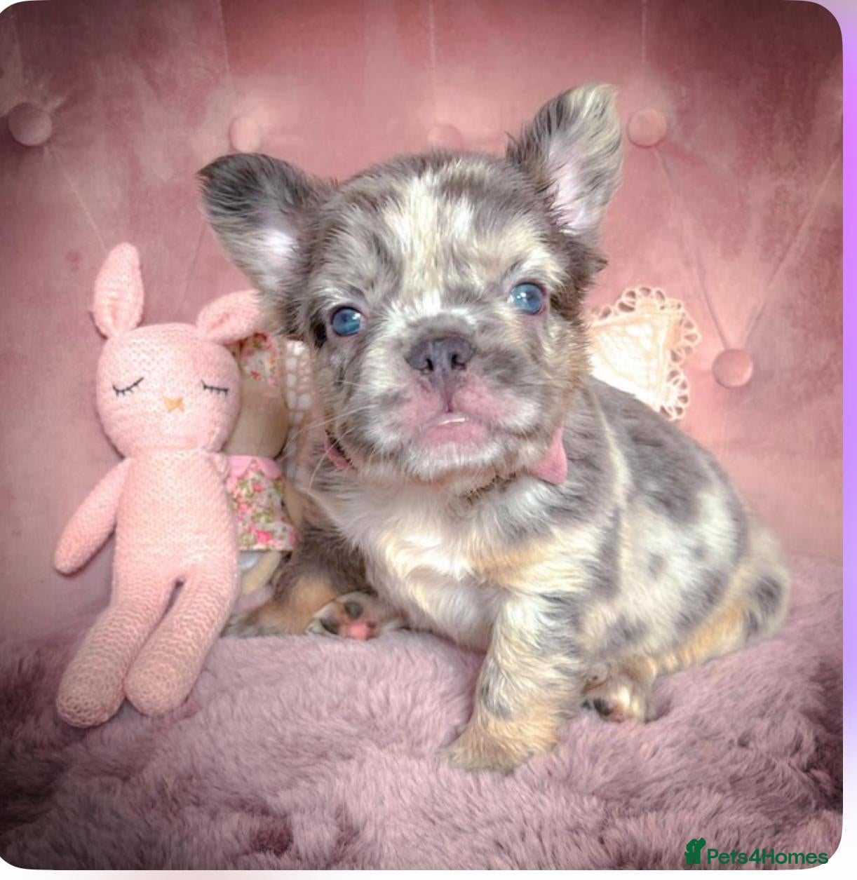 French Bulldog dogs 🌸FLUFFY,LILAC&TAN,TESTABLE GIRLS&BOYS🌸 - Advert 11
