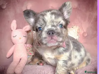 French Bulldog dogs 🌸FLUFFY,LILAC&TAN,TESTABLE GIRLS&BOYS🌸 - Advert 11