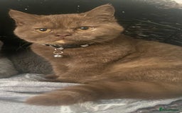 British Shorthair cats for sale: CHUNKY PEDIGREE BSH CHOC/CREAM/FAWN/TORTE KITTENS  in Birmingham - Image 3