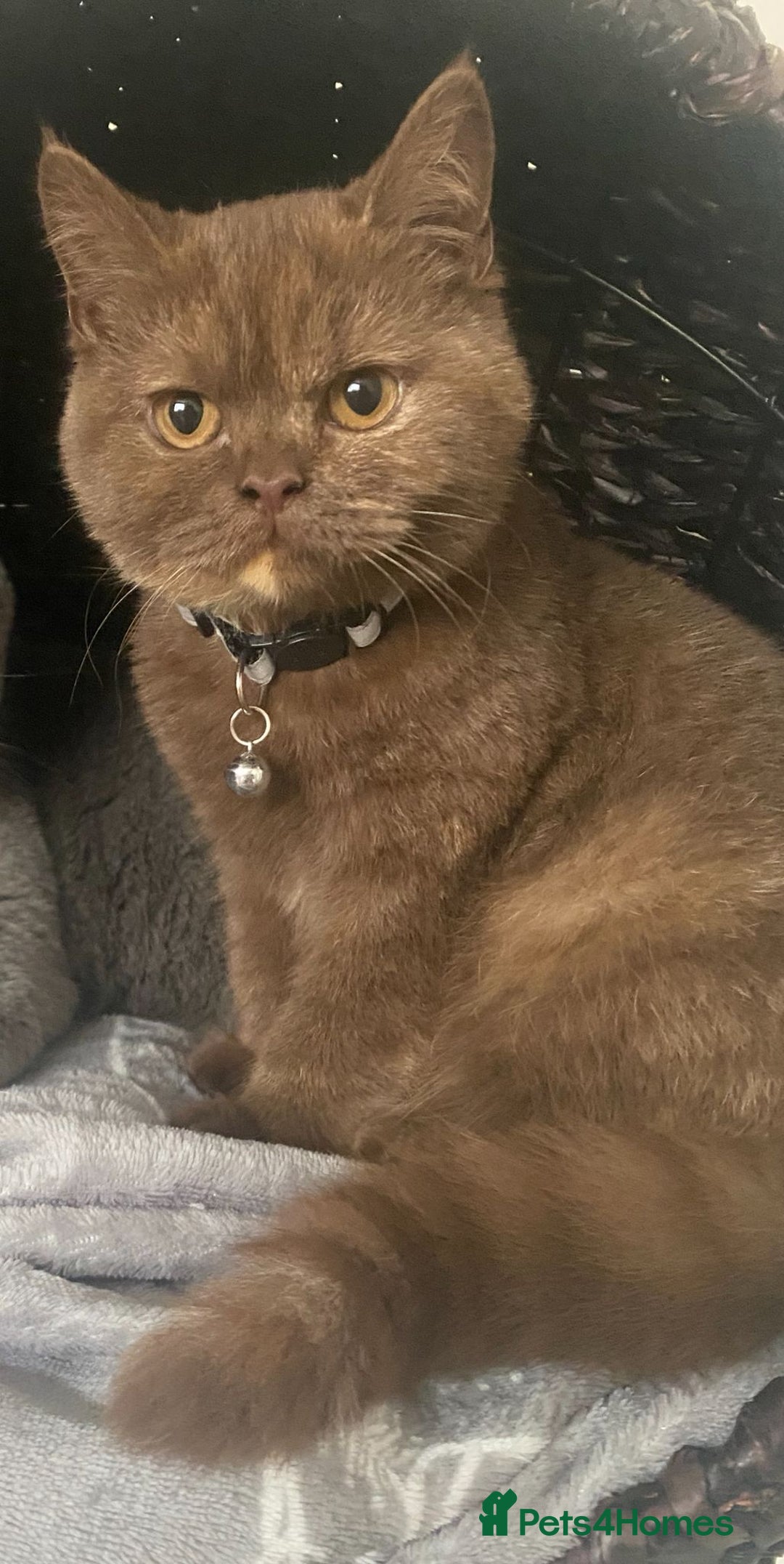 British Shorthair cats for sale: CHUNKY PEDIGREE BSH CHOC/CREAM/FAWN/TORTE KITTENS  in Birmingham - Image 3
