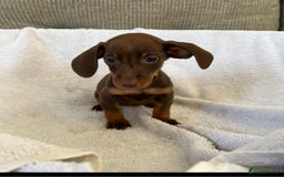 Miniature Dachshund dogs for sale: Miniature Dachshund  - Image 4