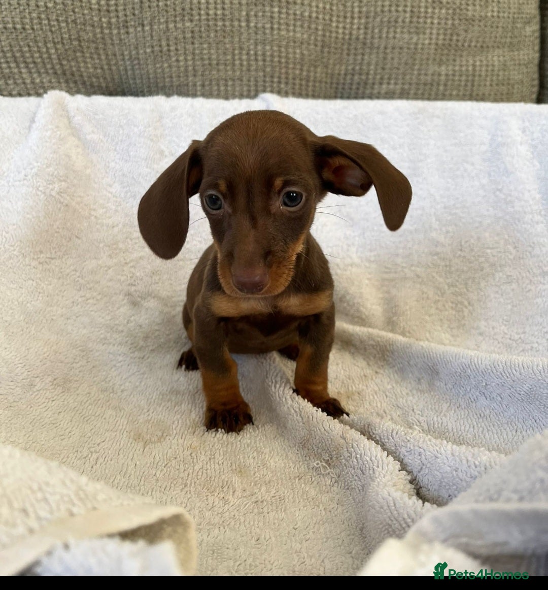 Miniature Dachshund dogs for sale: Miniature Dachshund  - Image 4