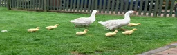 Geese poultry for sale: Sebastapol Hatchlings For Sale - Advert 4
