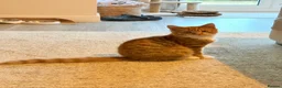 Mixed Breed cats for sale: Beautiful Ginger Male Cat  - Advert 3