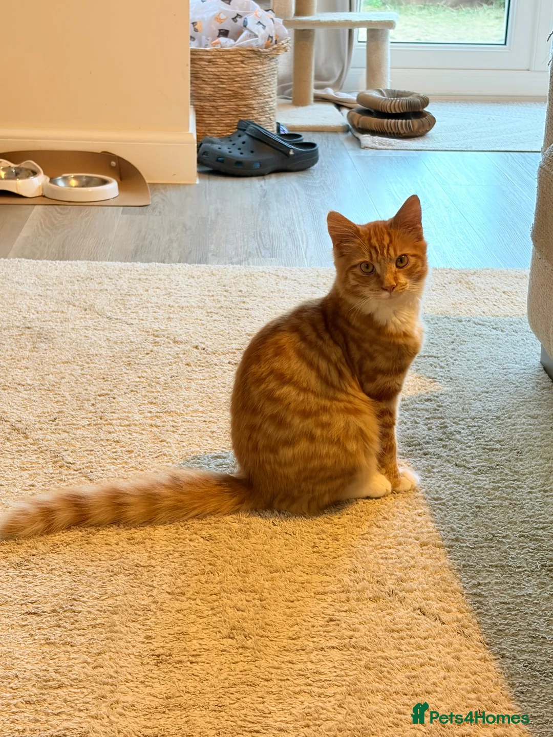 Mixed Breed cats for sale: Beautiful Ginger Male Cat  - Advert 3