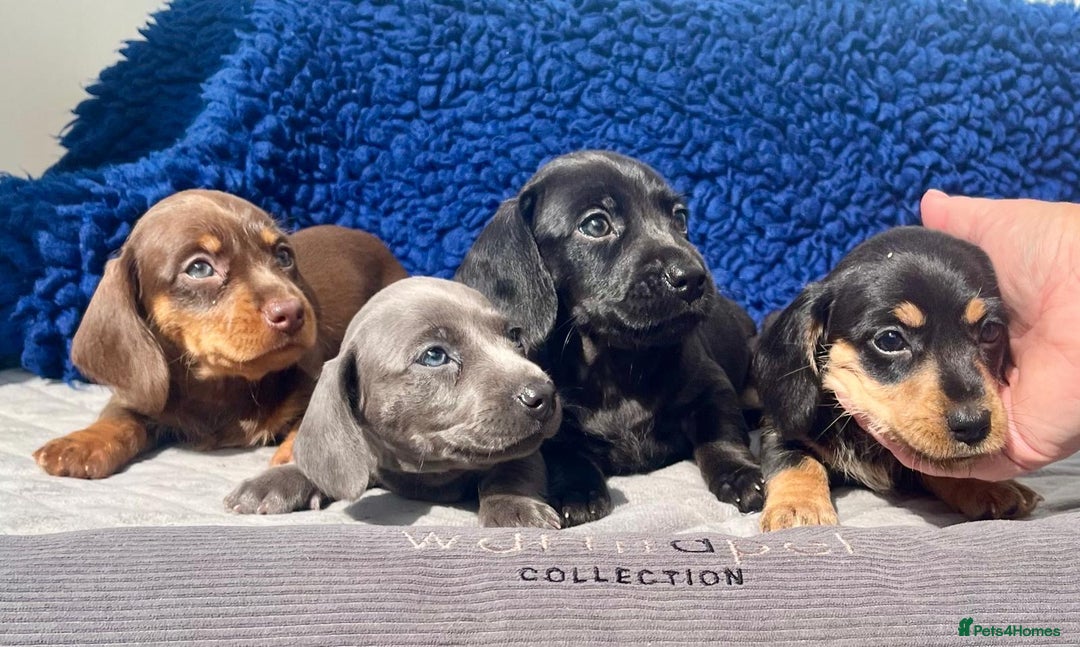 Miniature Dachshund dogs for sale: Miniature dachshund  - Image 3