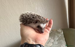 Pygmy Hedgehog rodents for sale: Baby Pygmy hedgehog girl  - Image 3
