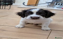 English Springer Spaniel dogs for sale: English Springer puppy *READY NOW* - Image 5