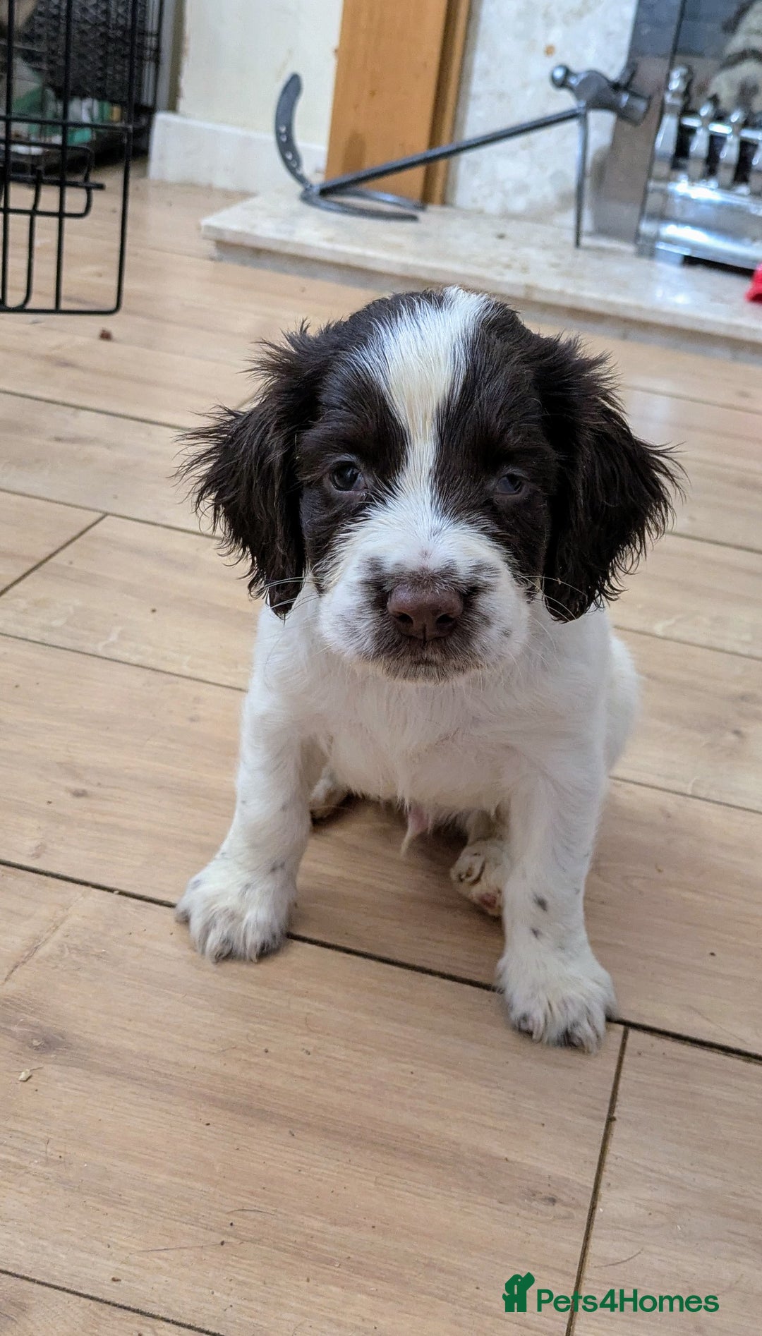 English Springer Spaniel dogs for sale: English Springer puppy *READY NOW* - Image 5